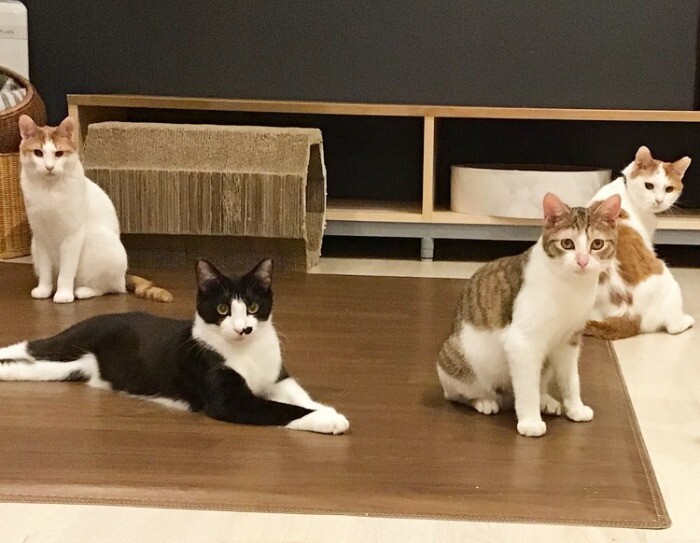 保護施設で暮らす犬猫を「ほしい物リスト」で支援