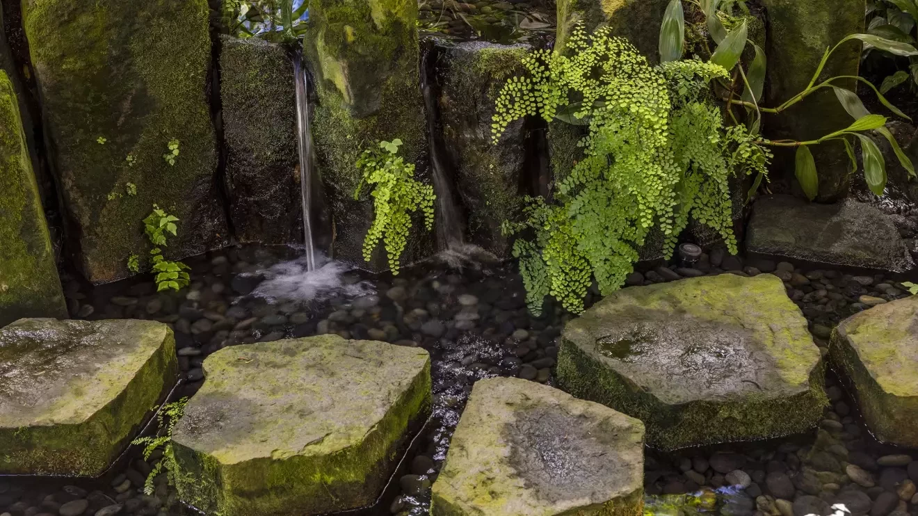 屋内に作られた小さな滝の水の上に小さな石畳の道でカビが生えた。