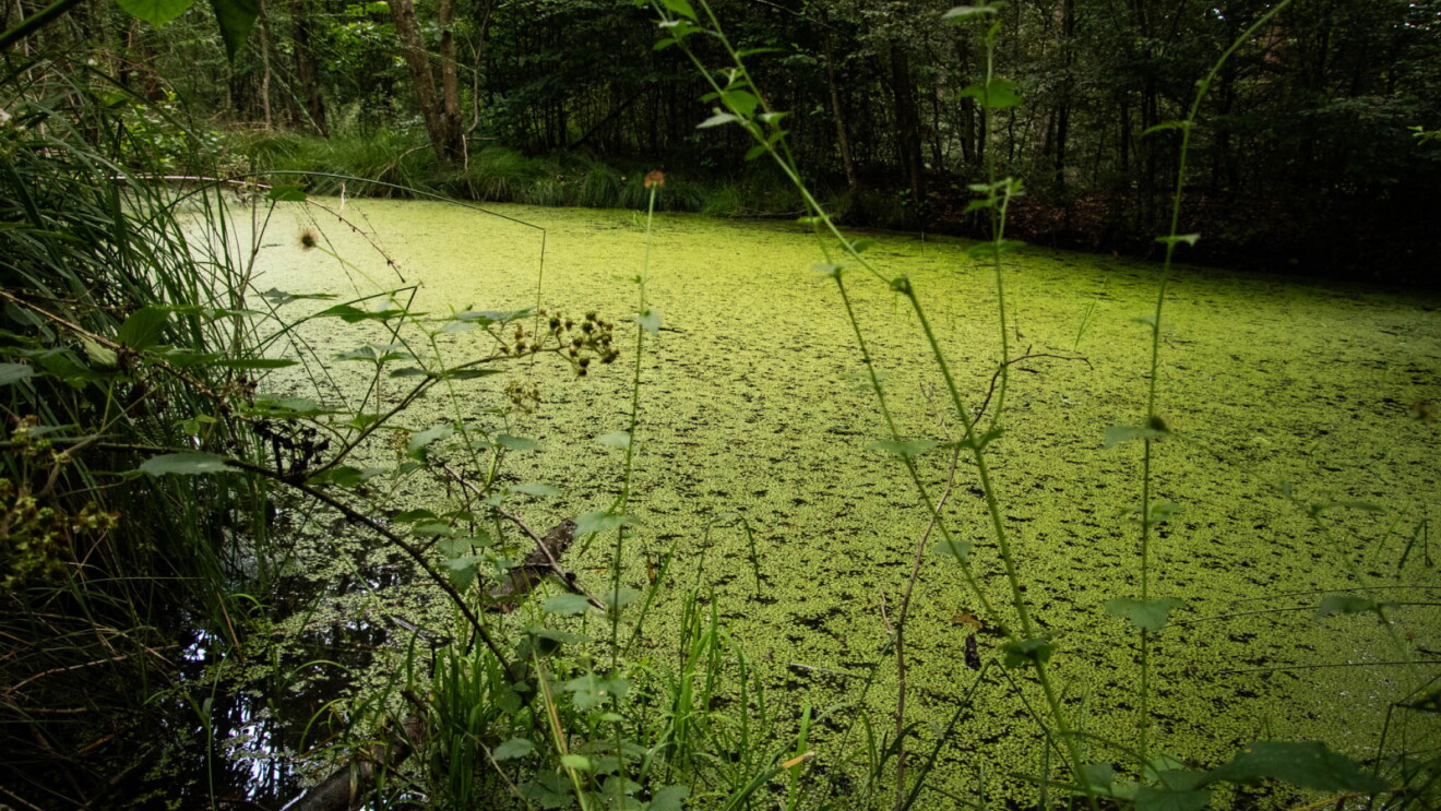 Small pond completely covered with bright green duckweed and surrounded by forest vegetation