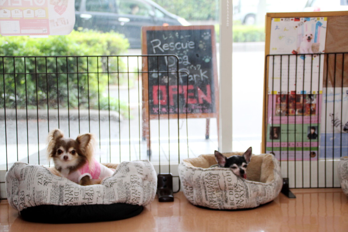 保護施設で暮らす犬猫を「ほしい物リスト」で支援