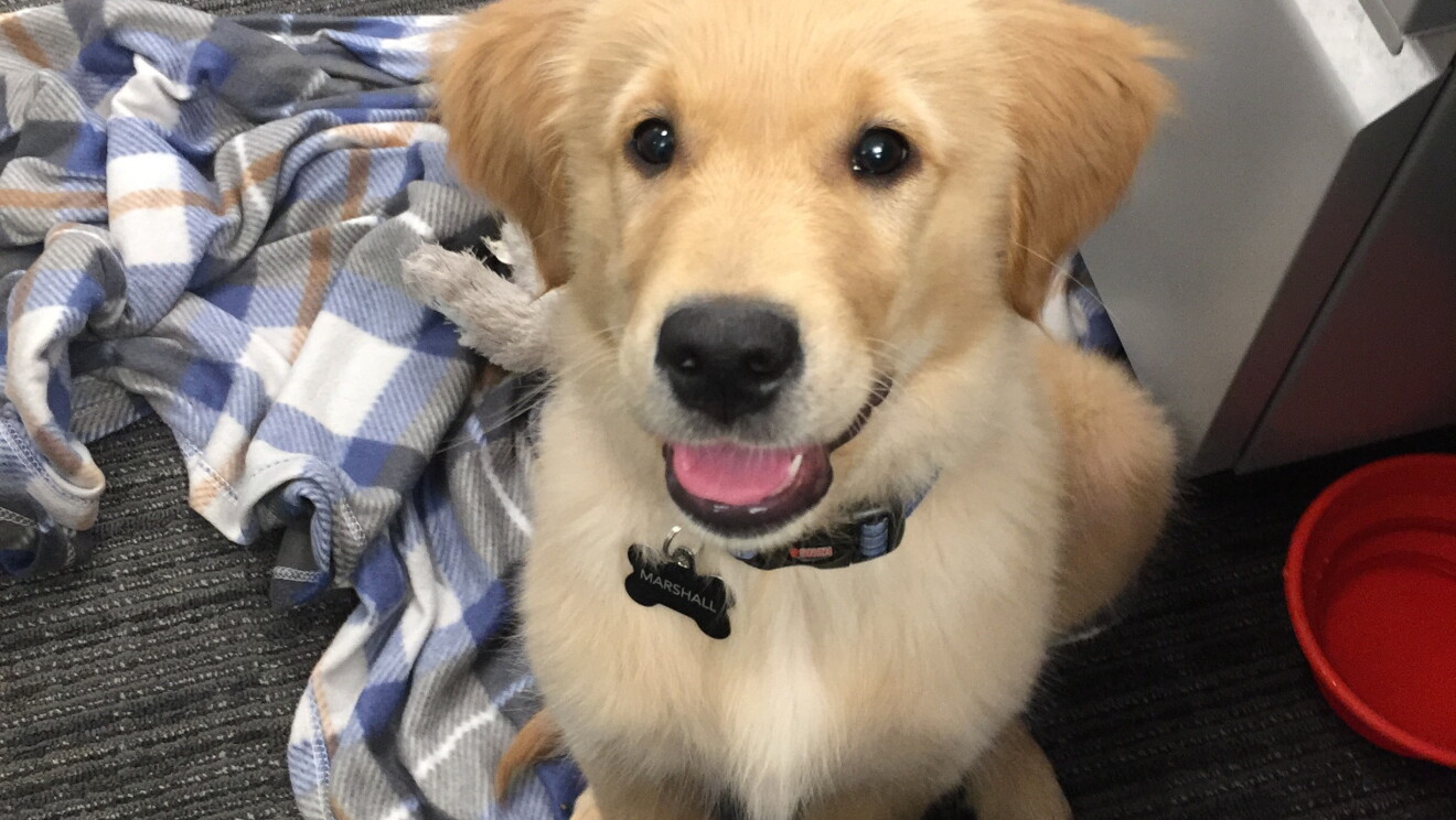 A young golden retriever sits on the floor, looking up. His mouth is open, and he is surrounded by his blanket and chew toy. 