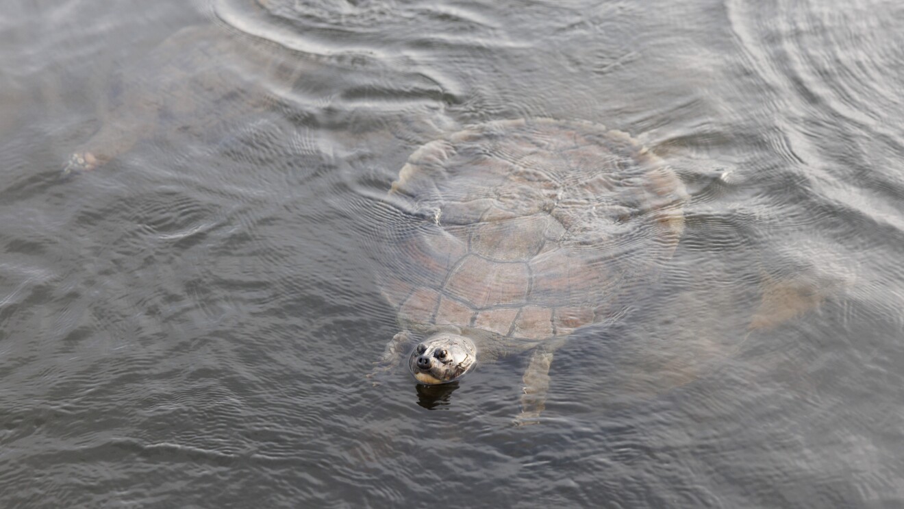 Tortuga nadando. 