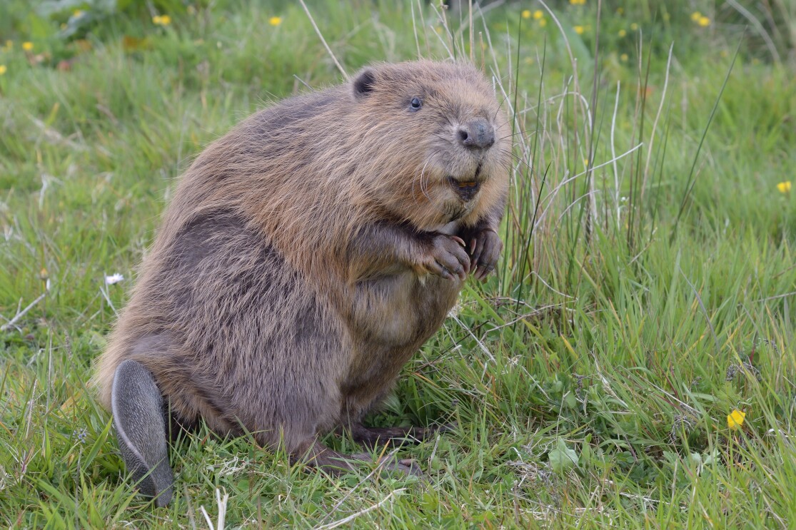 Credit Nick Upton and Cornwall Wildlife Trust
