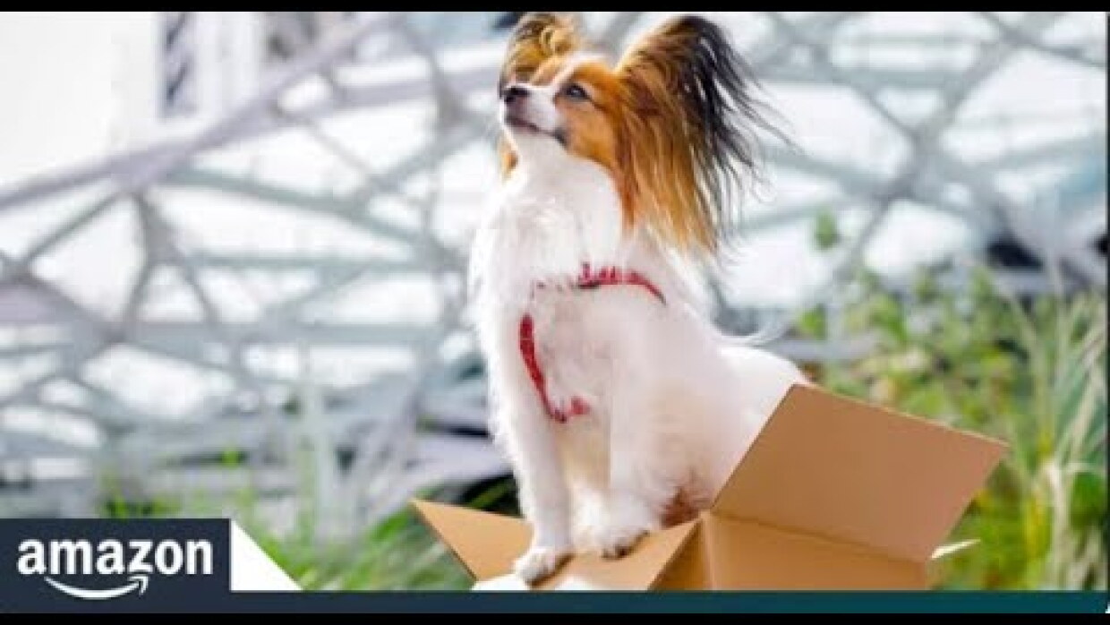 Los perros más tiernos de Amazon.