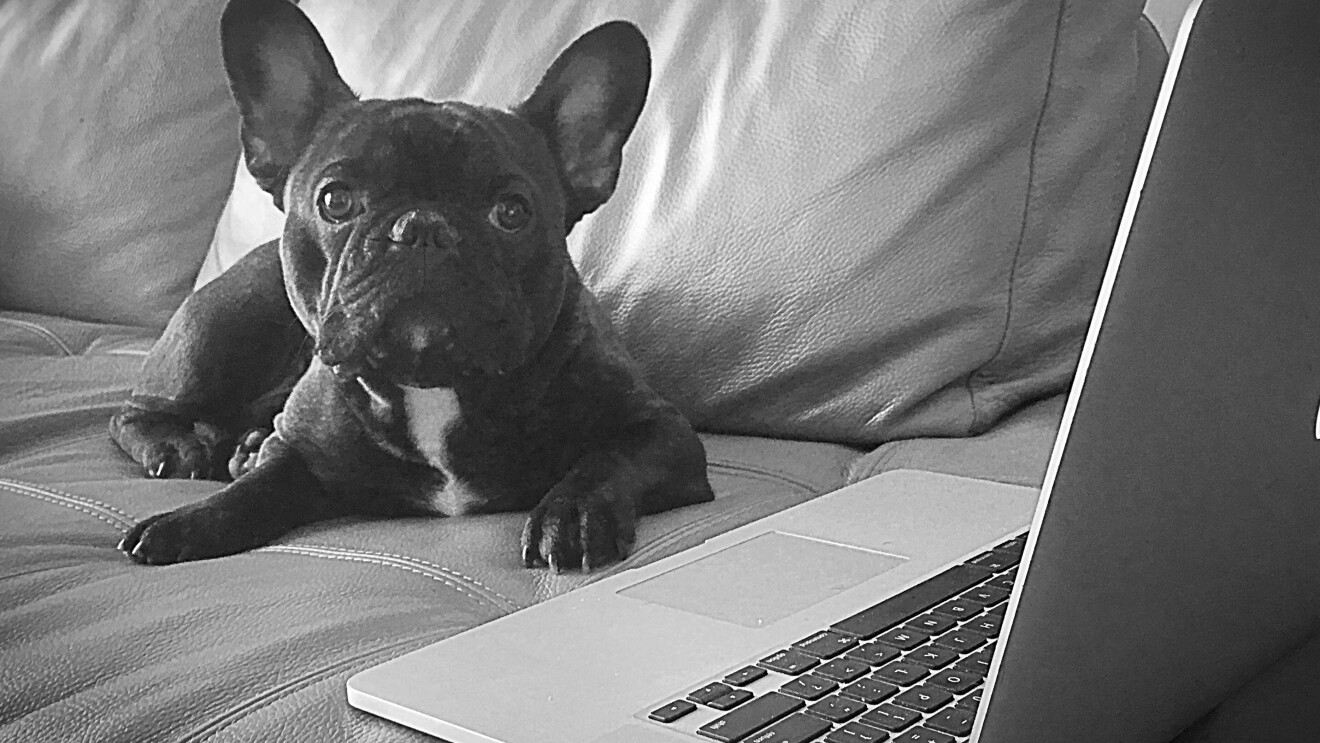 A French Bulldog sits on a sofa, next to a laptop computer.