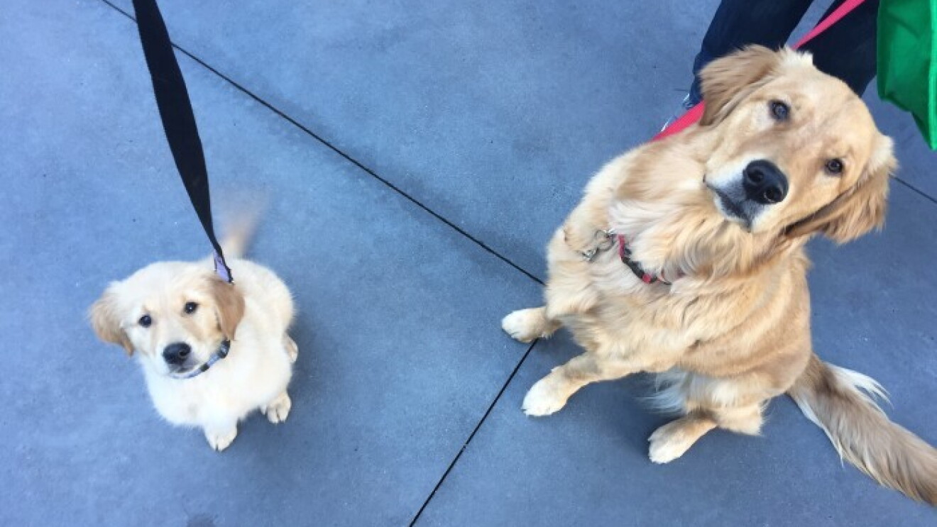 Amazon dogs