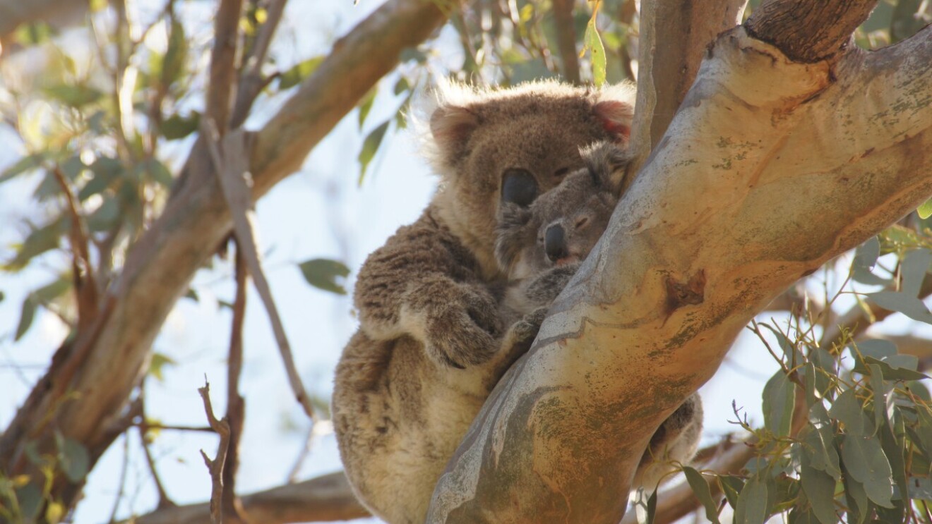 An adult koala protects a baby koala while they balance on the branch of a tree.