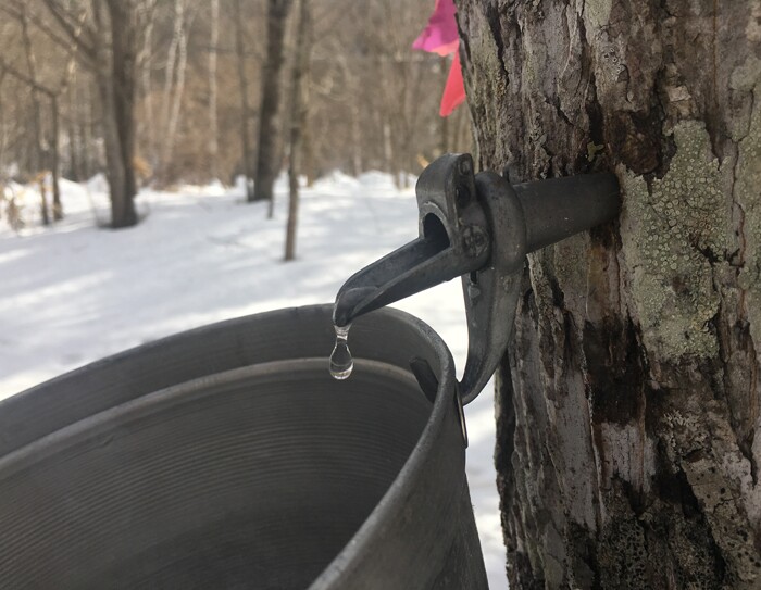 村のシンボルからシロップを生産