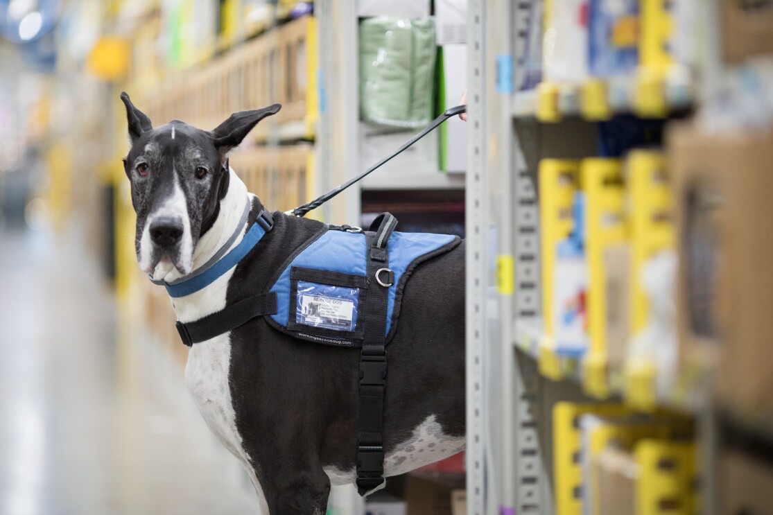 Riley, service dog at Chattanooga FC