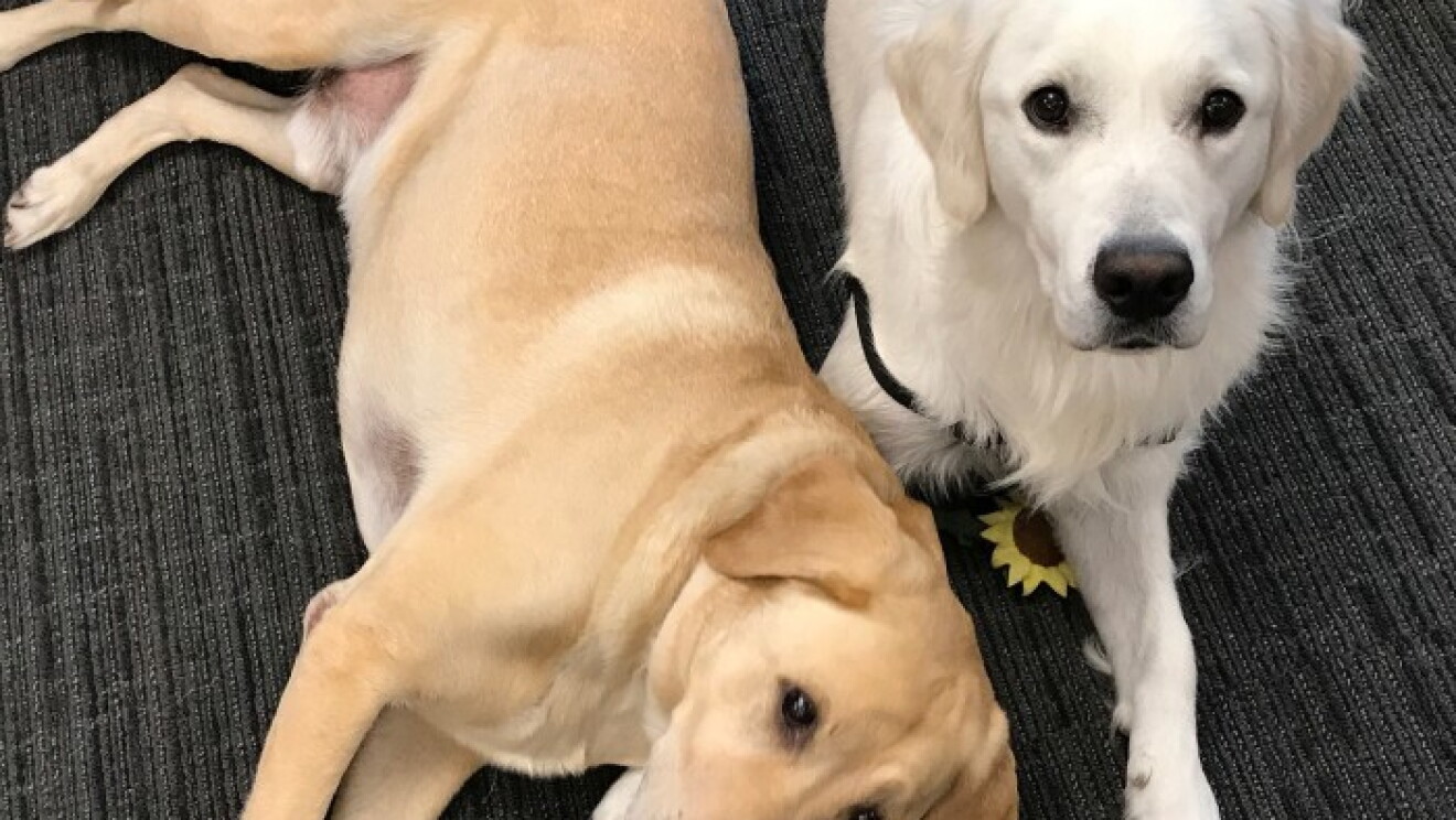 Amazon dogs