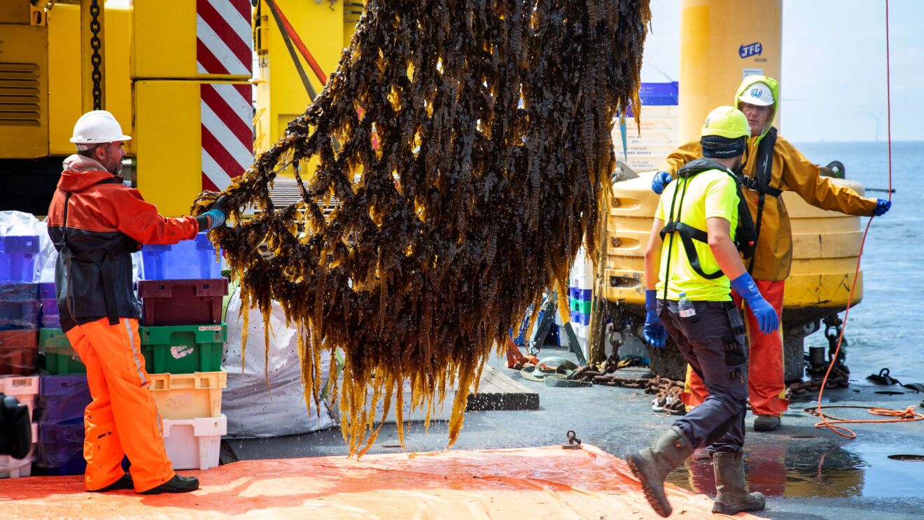 Workers harvesting large seaweed crop on fishing vessel