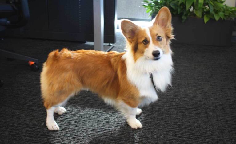 An image of a corgi at an Amazon office in Culver City, Los Angeles