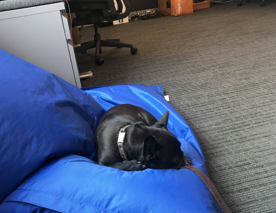 A brindle French Bulldog wearing a leather collar sleeps on a bean bag chair next to a filing cabinet and desk in an Amazon office.