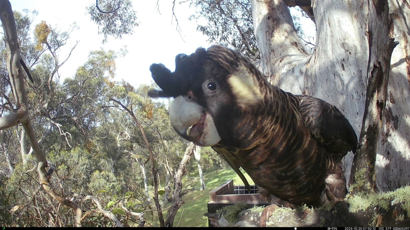 Carnaby’s Black Cockatoo on a monitor 
