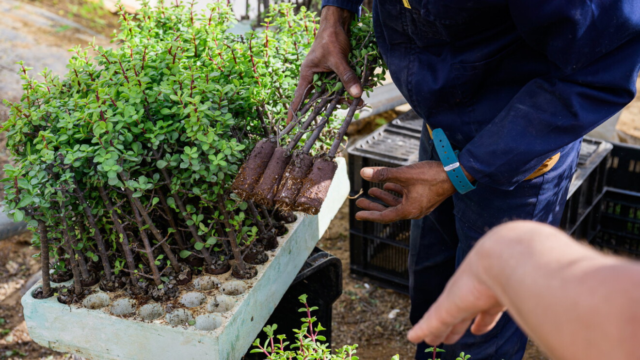 Person removing young plants from a nursery tray with healthy root systems visible