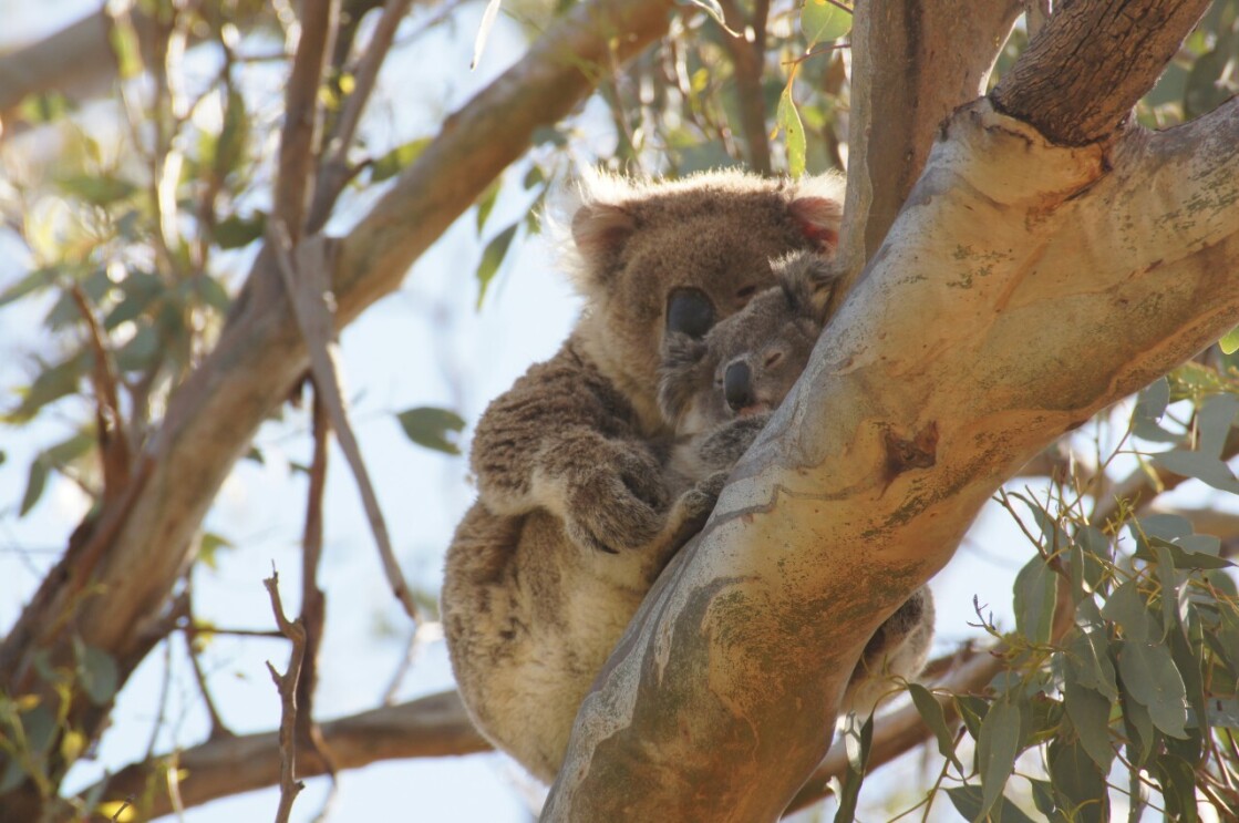 An adult koala protects a baby koala while they balance on the branch of a tree.