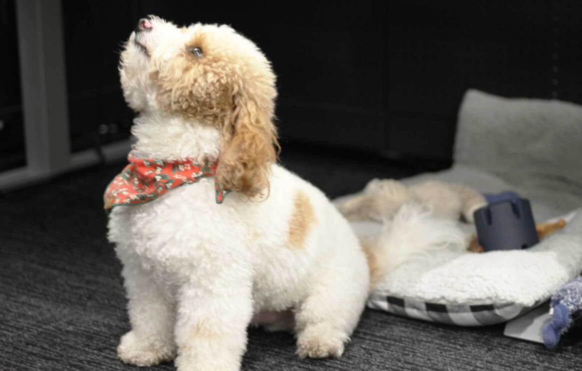 An image of a dog at an Amazon office. He is small and white with tan markings.