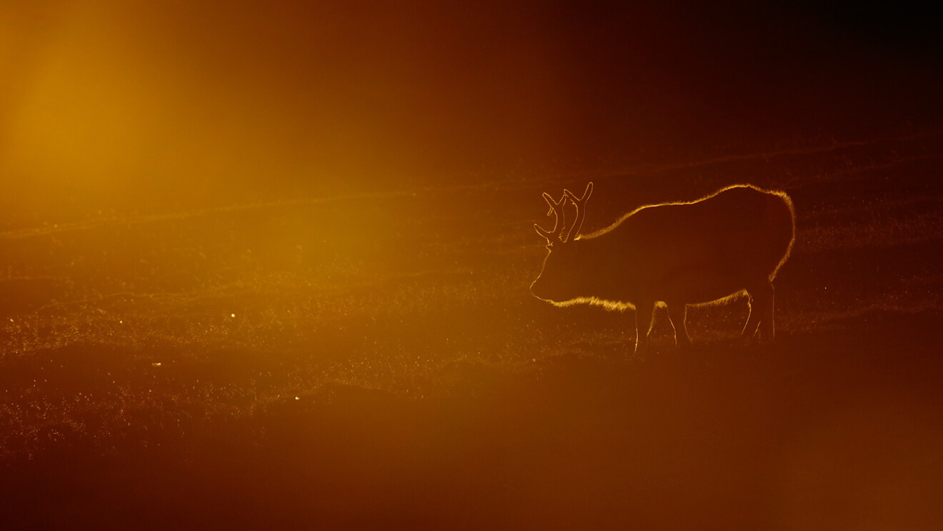 Play of light