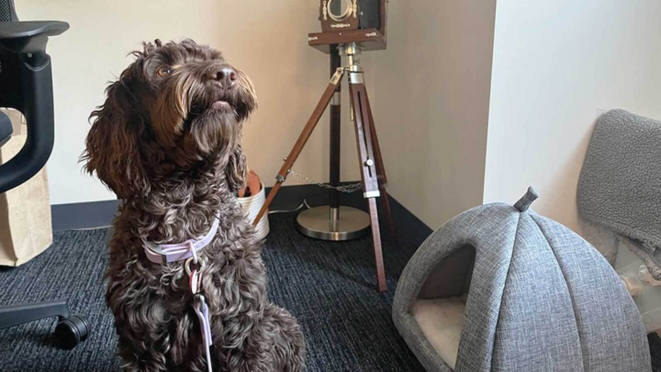 An image of a chocolate doodle dog in an office at Amazon