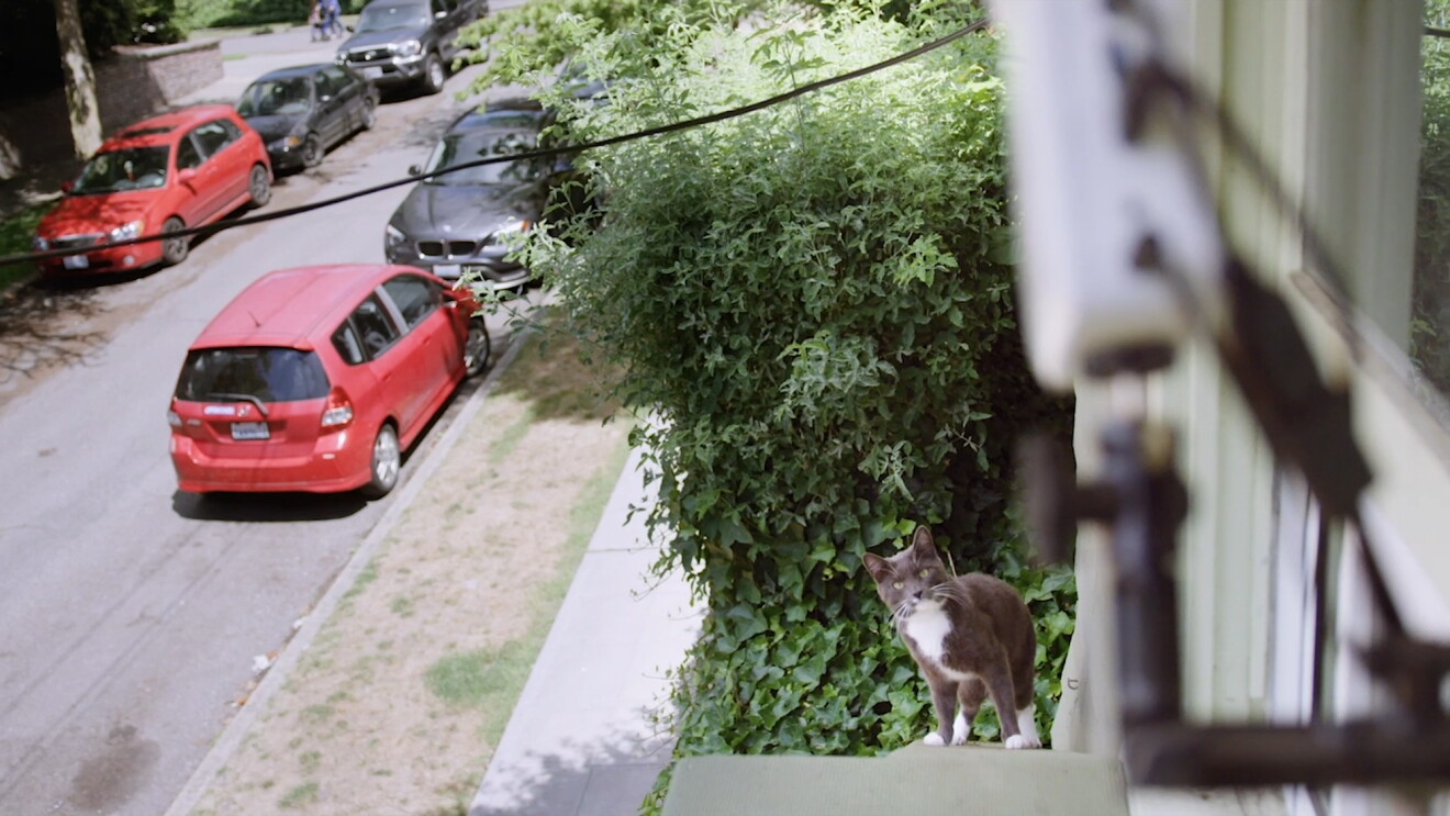 A cat stares into the camera, on an outdoor perch 