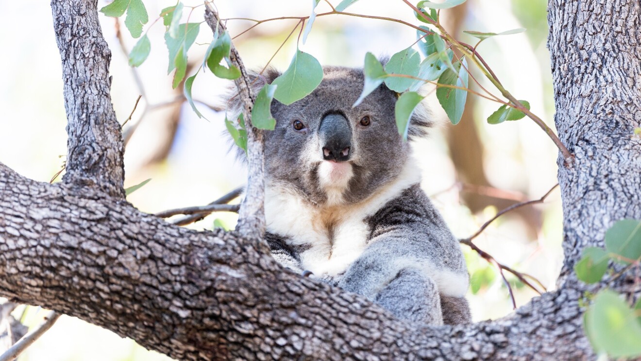 A koala sits on a tree branch high in a tree.