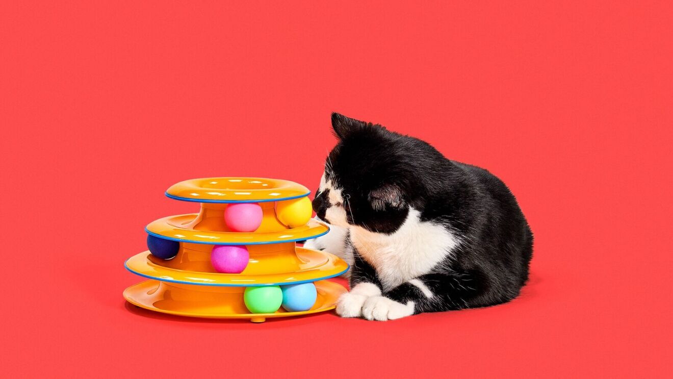 An image of a black and white cat next to a cat toy featuring colored balls.