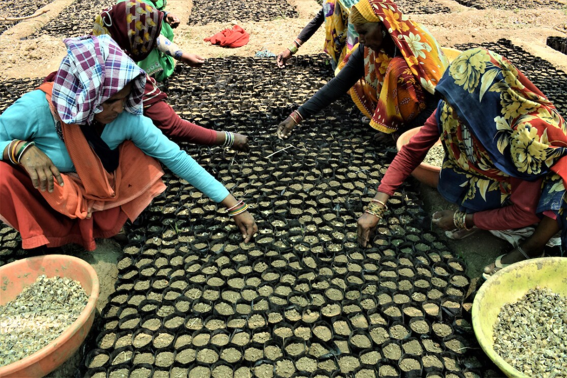 An image of women planting tree seedlings in India
