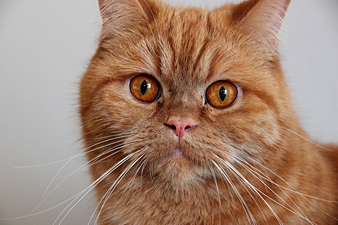 Eine Katze mit rotem Fell schaut in die Kamera