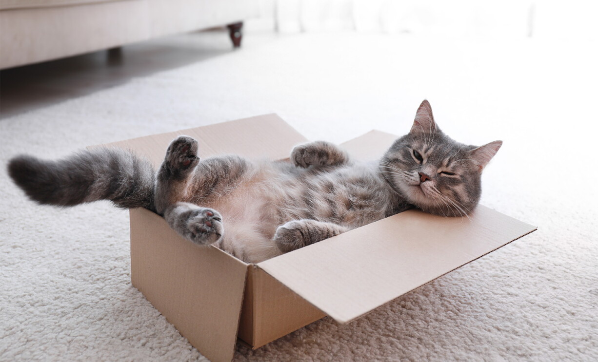 Eine grau-weiße Katze räkelt sich in einem Pappkarton.
