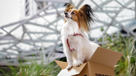 Más de 4,000 perros registrados en la sede de Amazon