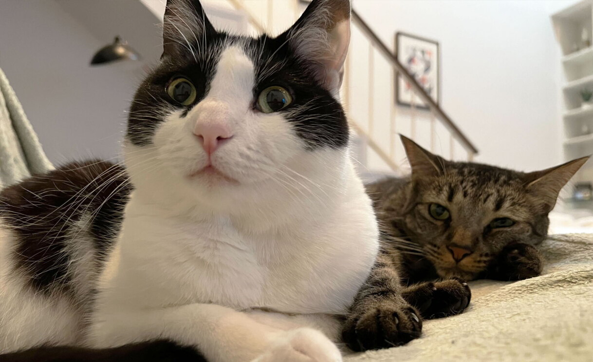 An image of a cat looking at the camera.