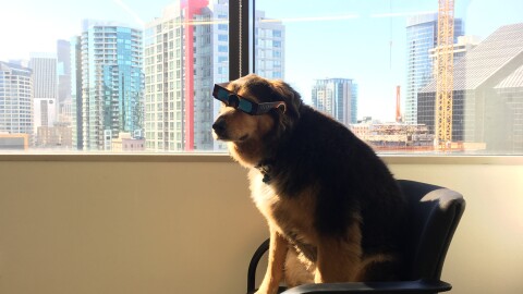 一只狗在椅子上在阳光下坐在窗户旁边。她是戴着墨镜。