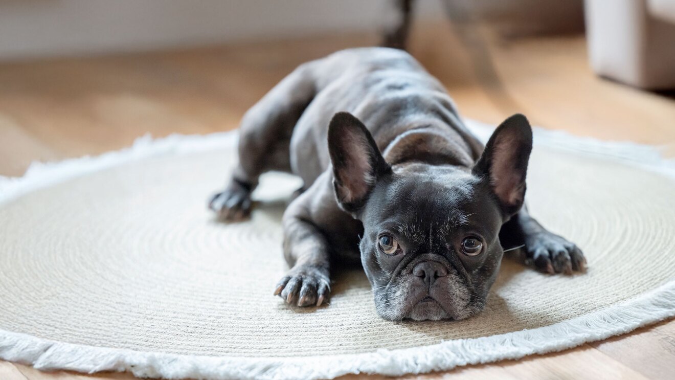 黒毛のフレンチブルドッグがフリーリングの床に置かれた円形のベージュ色のマットの上にうつぶせになって上目づかいで左上を見ている