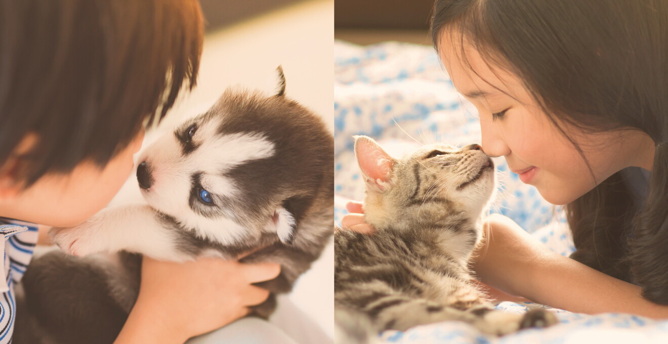 2枚の写真を横に並べた画像。左側はシベリアンハスキーの子犬に顔を近づける子供。右側は自分の鼻を猫の鼻にくっつける女の子。