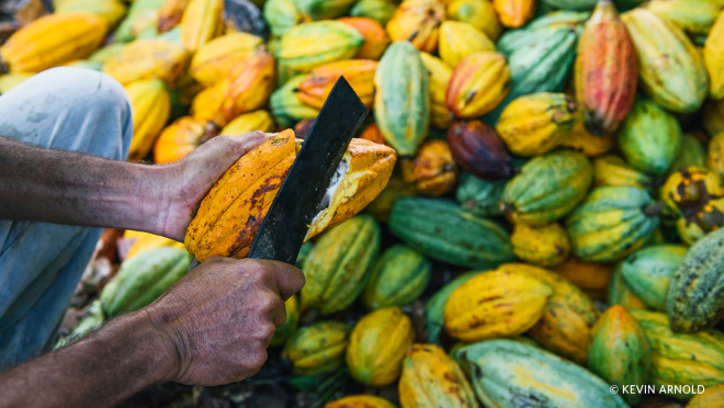 一个农民手工收获可可豆荚使用锋利的刀。