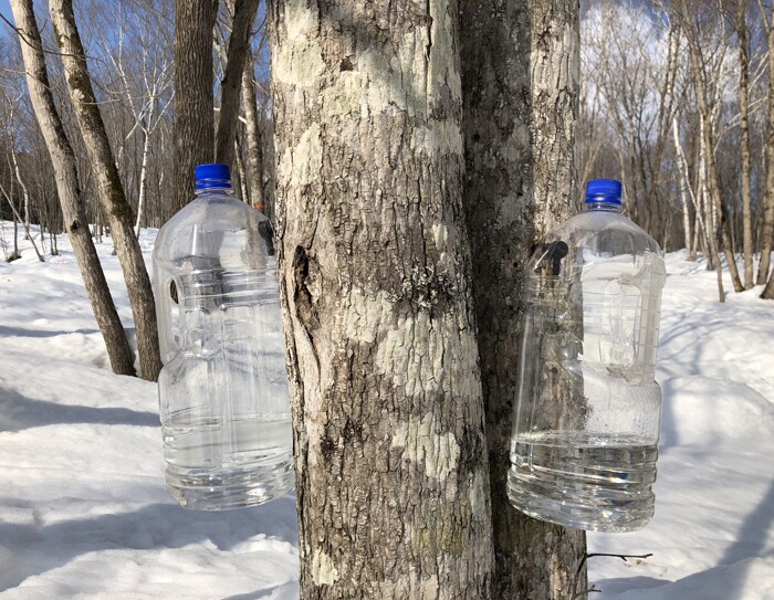 村のシンボルからシロップを生産