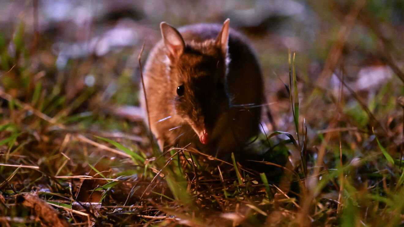 Eastern barred bandicoots
