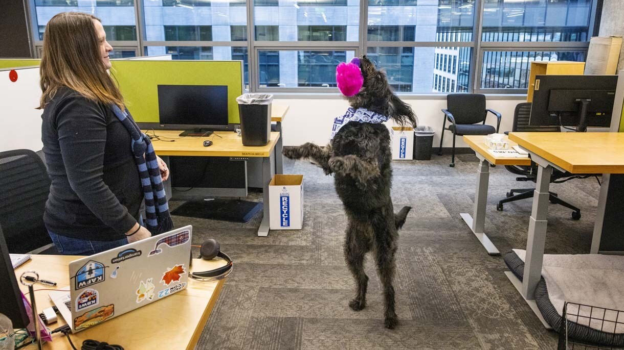 An image of dogs in the office at Amazon's Seattle headquarters with employees.