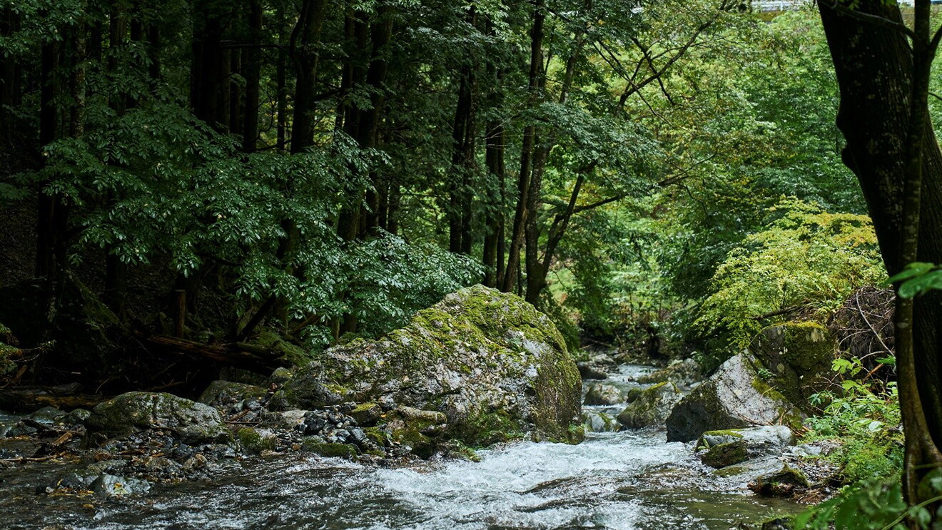 森の中を流れる川。木々の緑が広がっている。