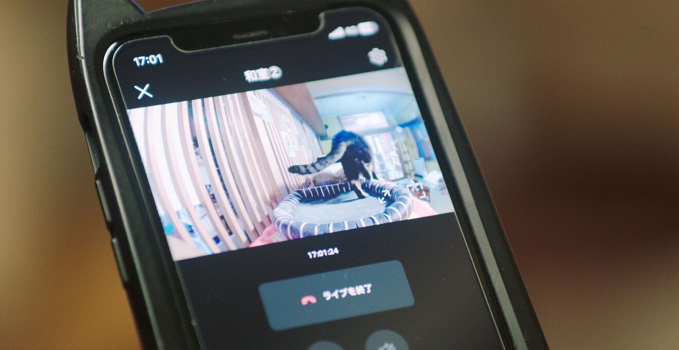 携帯画面に歩いている猫の後ろ姿が映っている