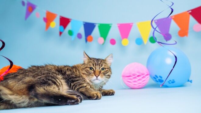 一只猫放下聚会装饰和五颜六色的彩带。