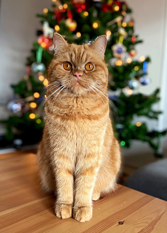 Eine Katze sitzt vor einem leuchtenden Weihnachtsbaum