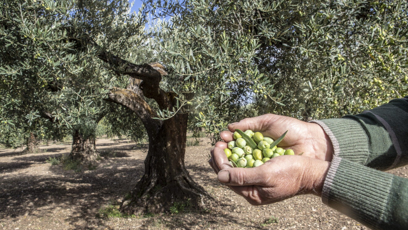 Delle mani mostrano delle olive davanti a un ulivo Peranzana
