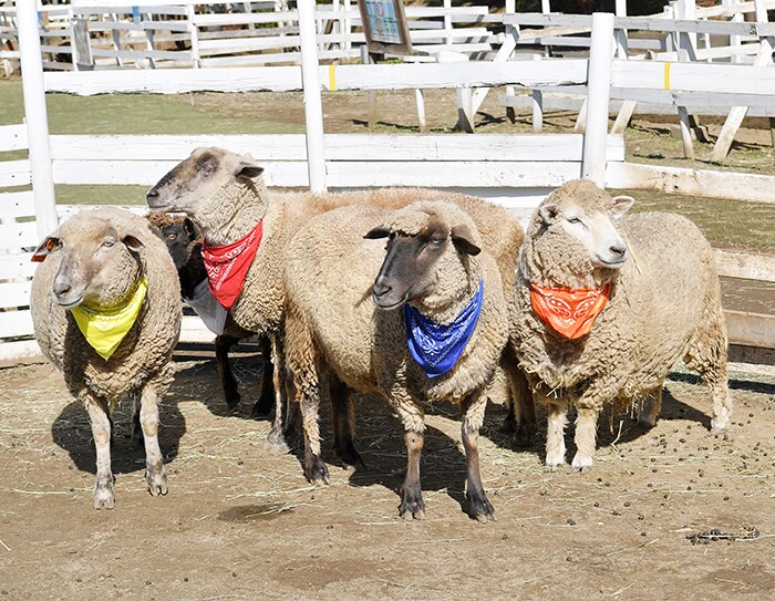 「ほしい物リスト」でつながる応援する心：千葉市の試み