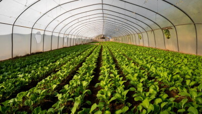 Greenhouse farming technology