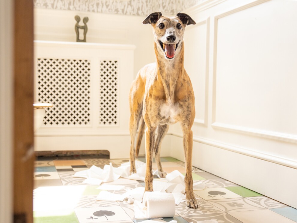 一只狗的形象通过环相机嚼东西。