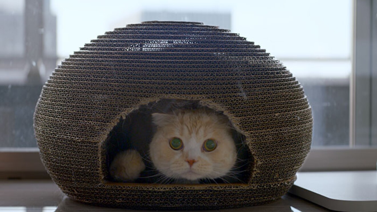 猫の幸せを第一に商品開発し世界へ About Amazon Japan 猫の幸せを第一に商品開発し世界へ About Amazon Japan