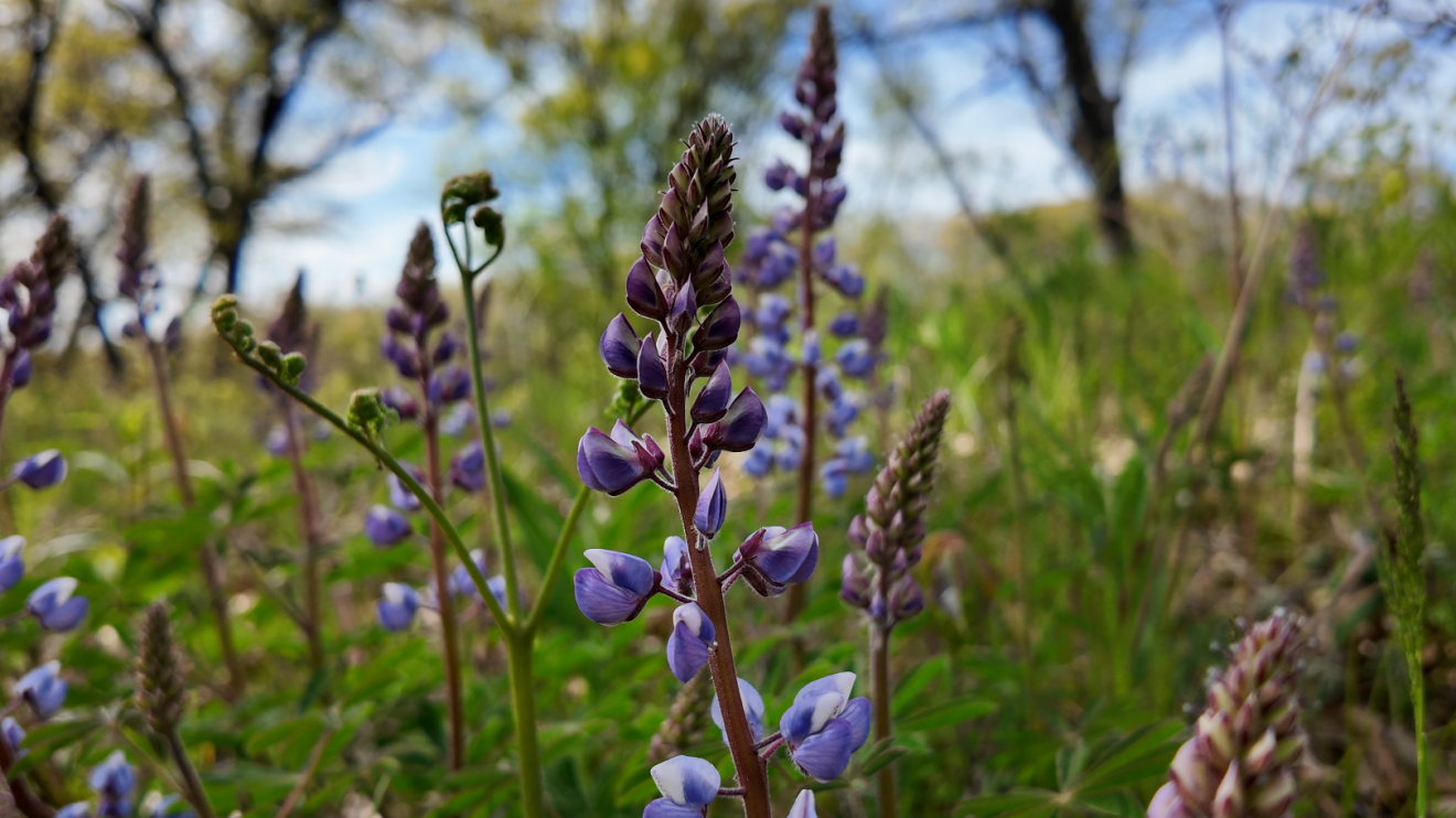 A close up of purple flowers located in Northwest Indiana