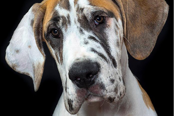 A white and brindle Great Dane looks into the camera, behind her is a black background.