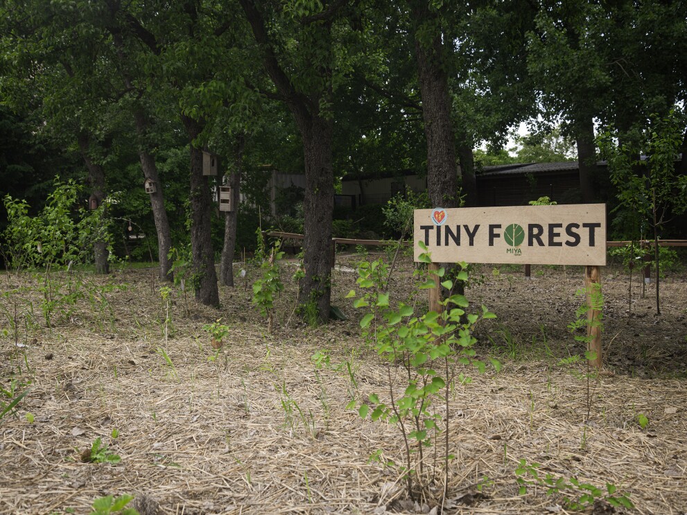 Tiny Forest3 bild